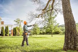 How Our Tree Care Process Works  in Palisades Park, NJ